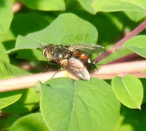 Peleteria rubescens